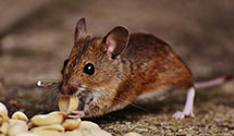 24 Hour & Emergency Exterminators in Kuroki, ND